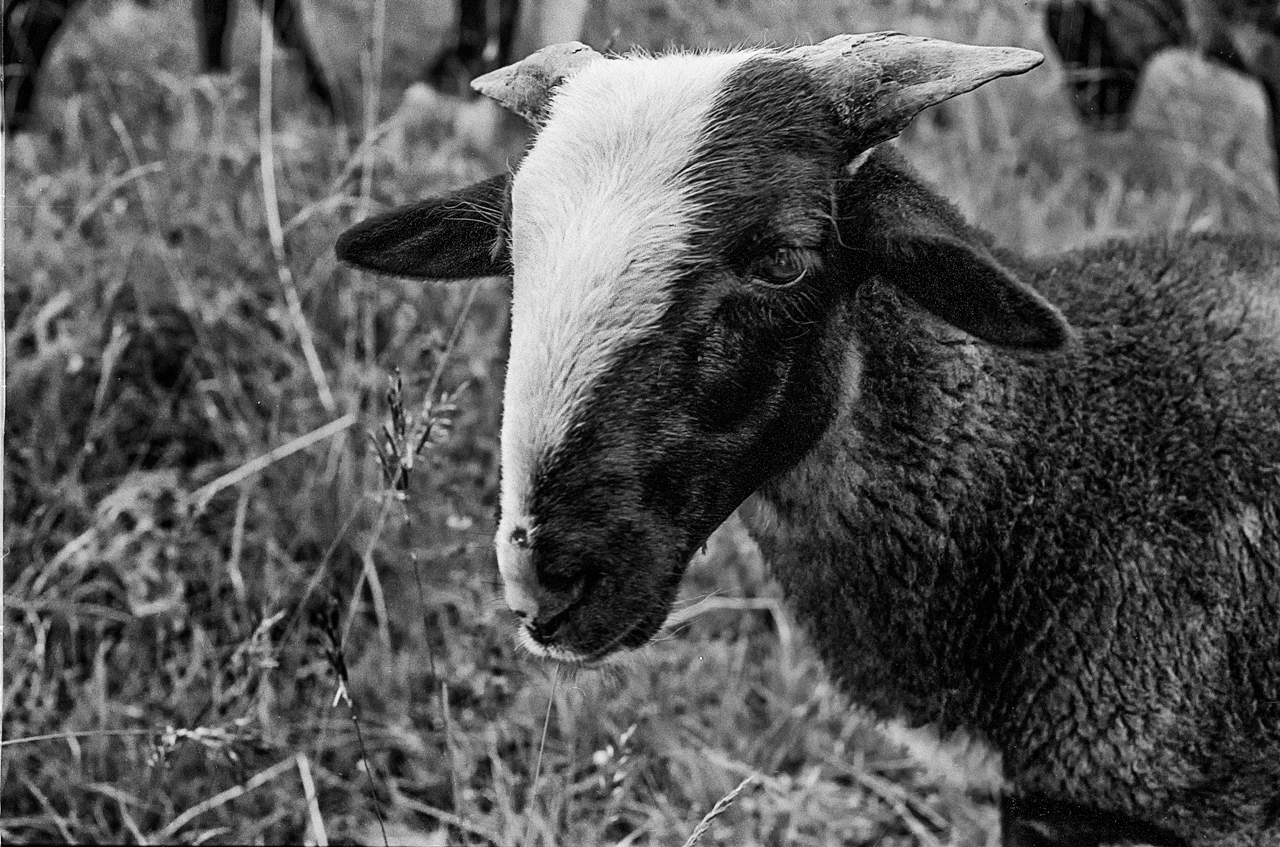 mouton bizet, originaire du massif central