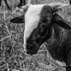 mouton bizet, originaire du massif central