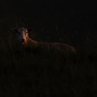 Mouton dans la nuit