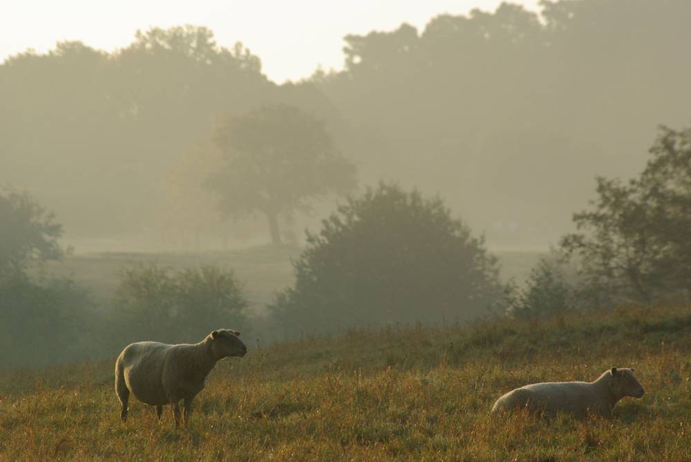 mouton de Gresswiller