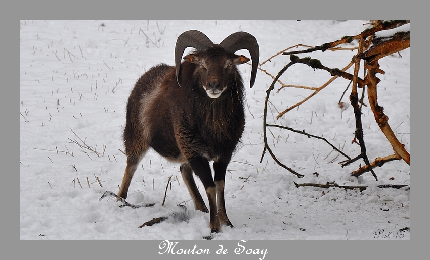 Mouton de Soay