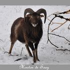 Mouton de Soay