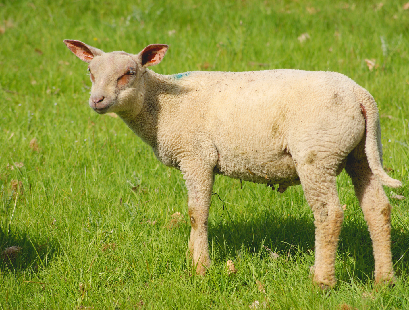 Mouton du Morvan