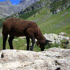 Mouton pré de la Chaumette