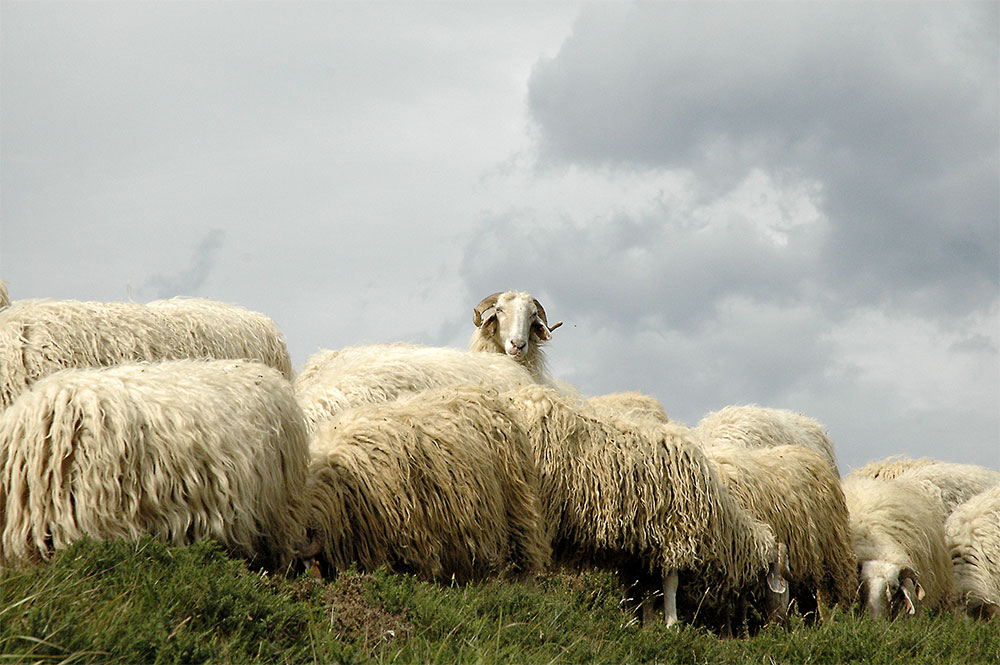 moutonneux