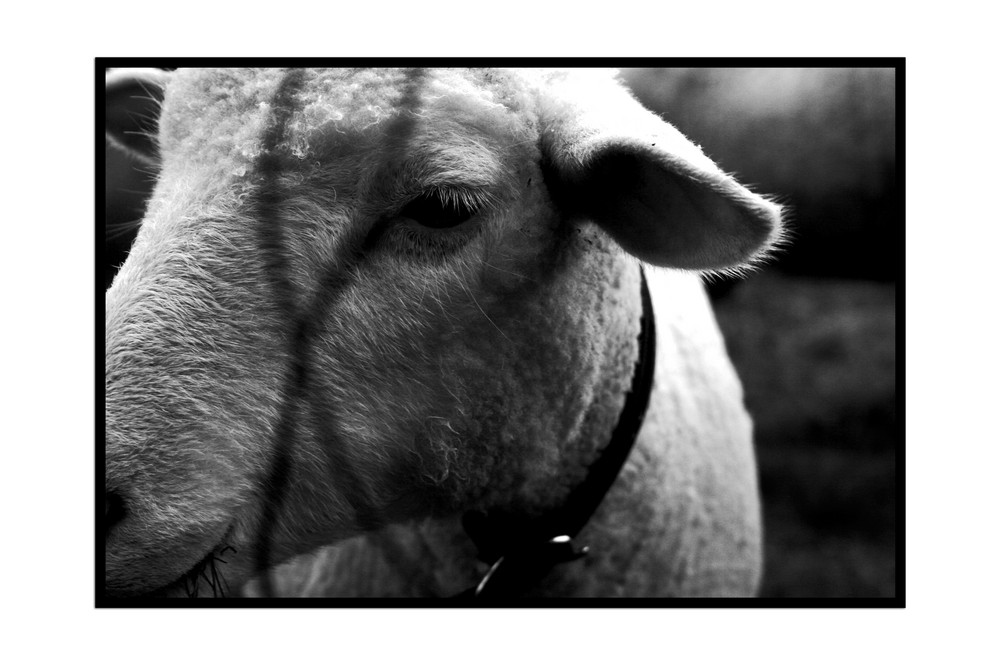 Moutons à l'ombre de la barrière.