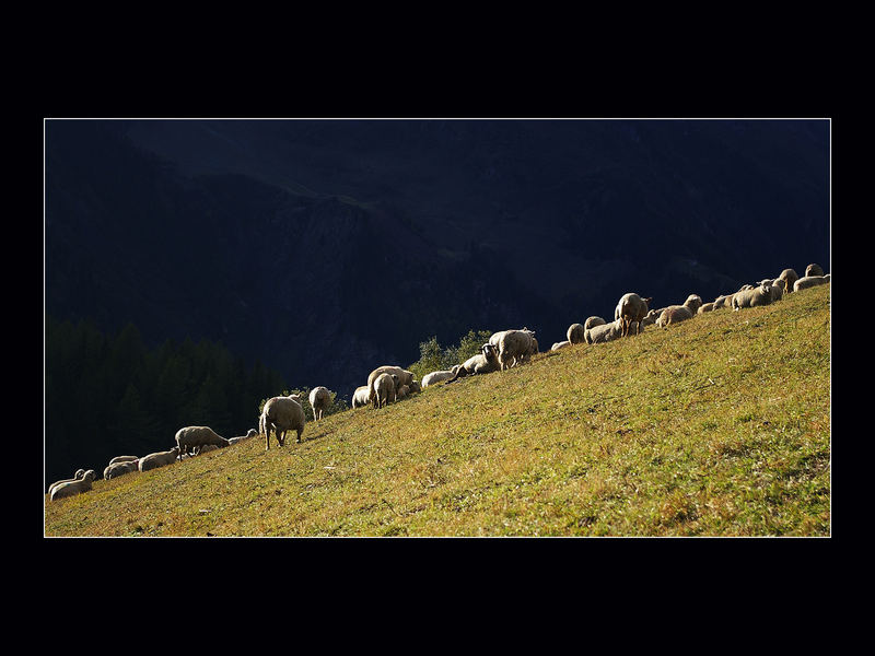 Moutons-Alpes