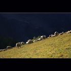 Moutons-Alpes