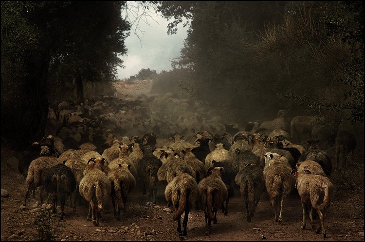 Moutons corses