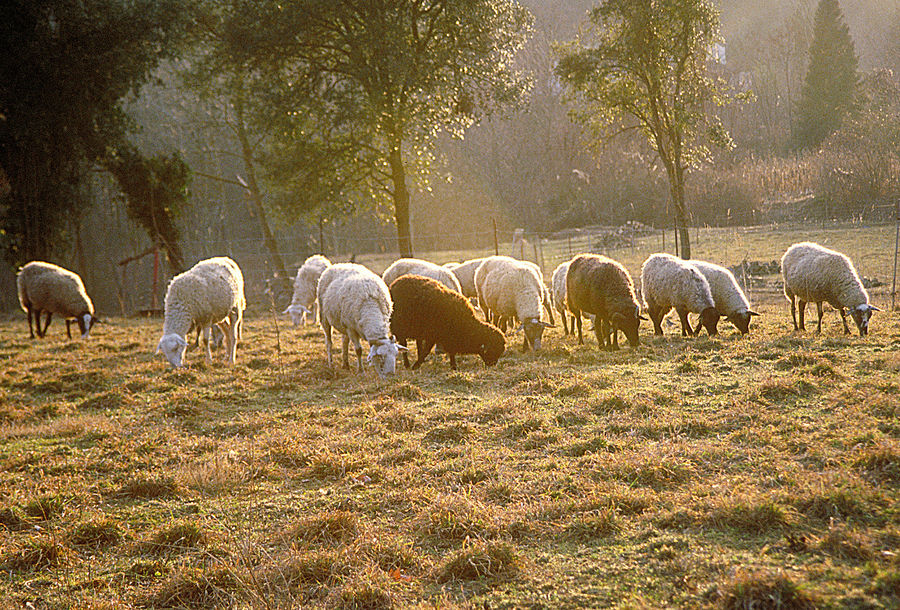 Moutons de Catalogne