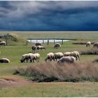 moutons-de-pré-salé