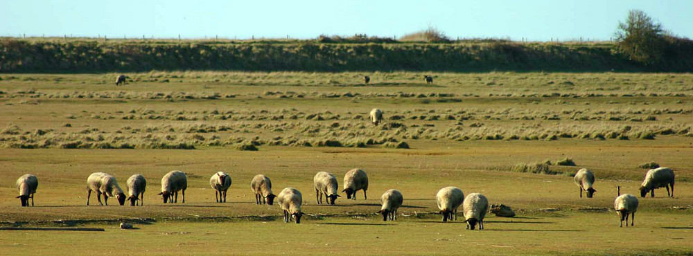 Moutons de pré-salé en baie du Mont Saint-Michel