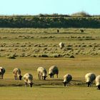 Moutons de pré-salé en baie du Mont Saint-Michel