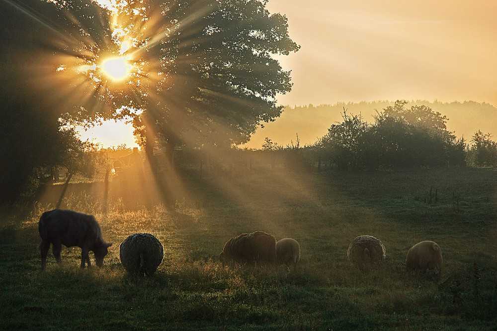 Moutons en contre-jour.