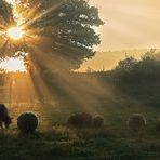 Moutons en contre-jour.