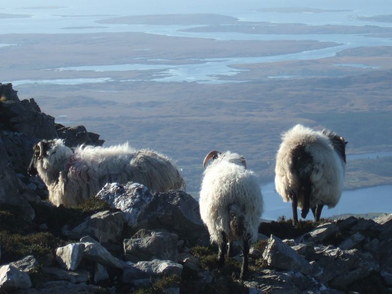 Moutons Irlandais