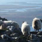 Moutons Irlandais