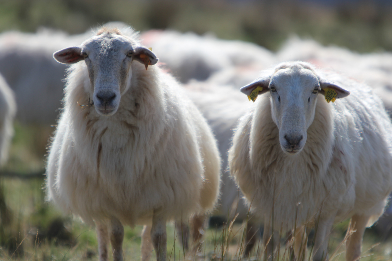 Moutons Montagne au Pays Basque