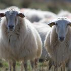 Moutons Montagne au Pays Basque