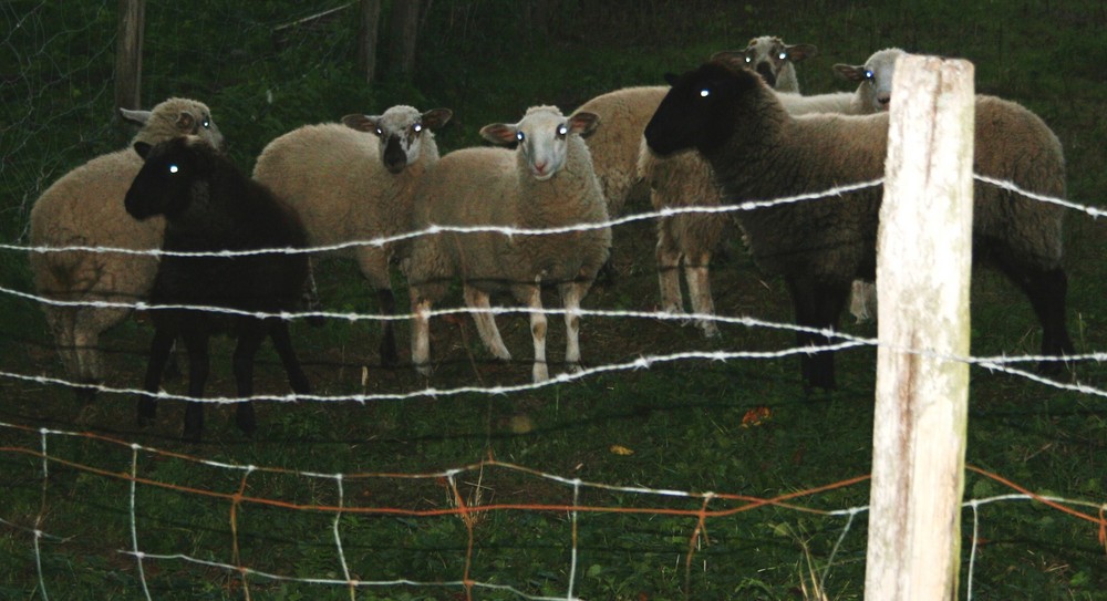 Moutons "téléphone maison"