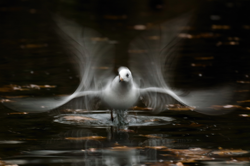 Mouvement d'une mouette