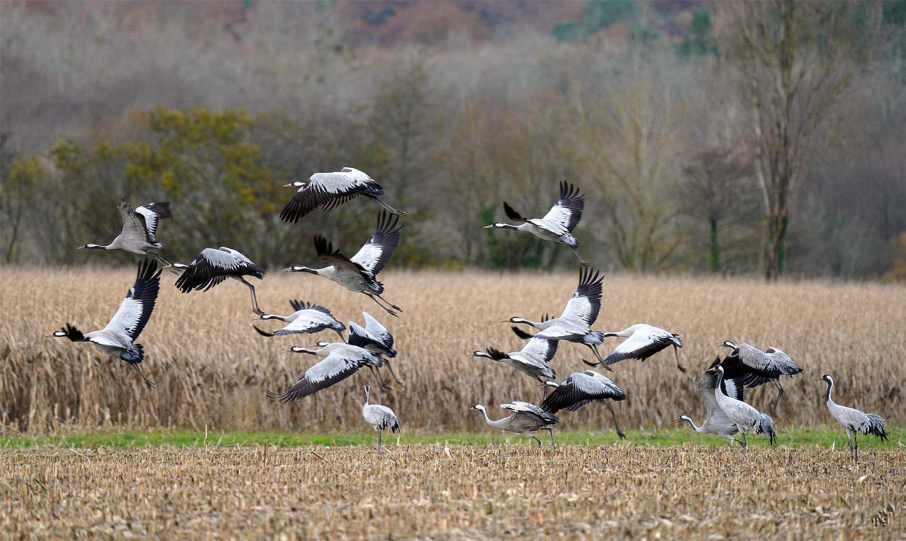 Mouvement migratoire des grues cendrées