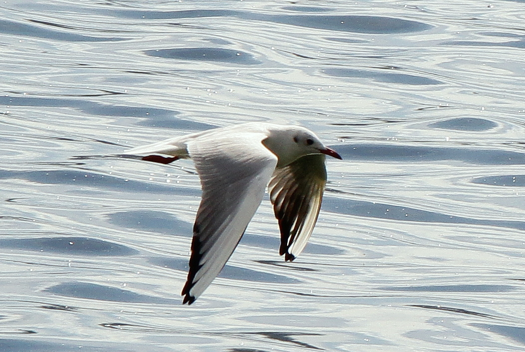 move über bodensee