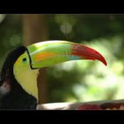 Moveless object - Toucan