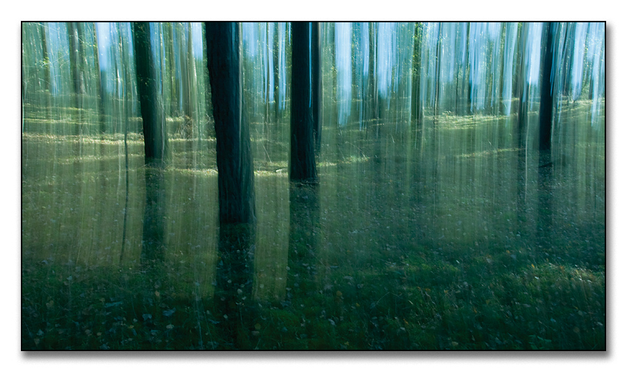 movement in the forest