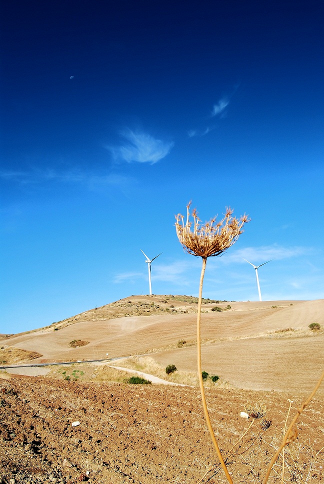 MOVIDOS POR EL MISMO VIENTO