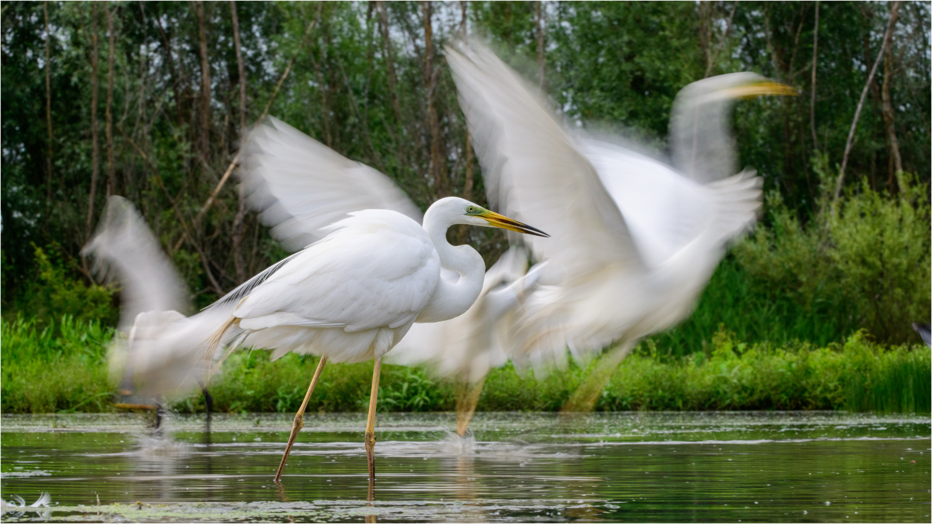 Movimento