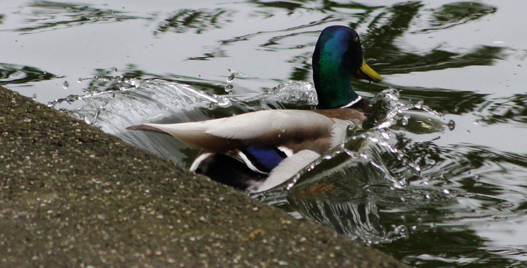 moving duck