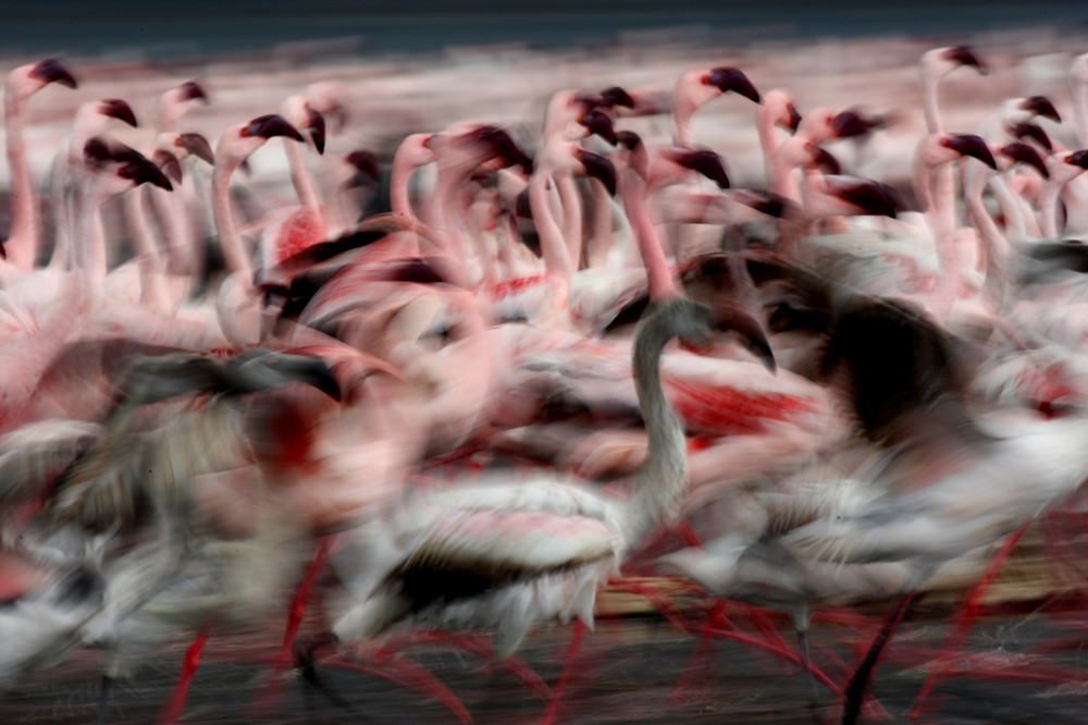 moving flamingo von Gunar Steinert 