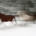 Moving horses