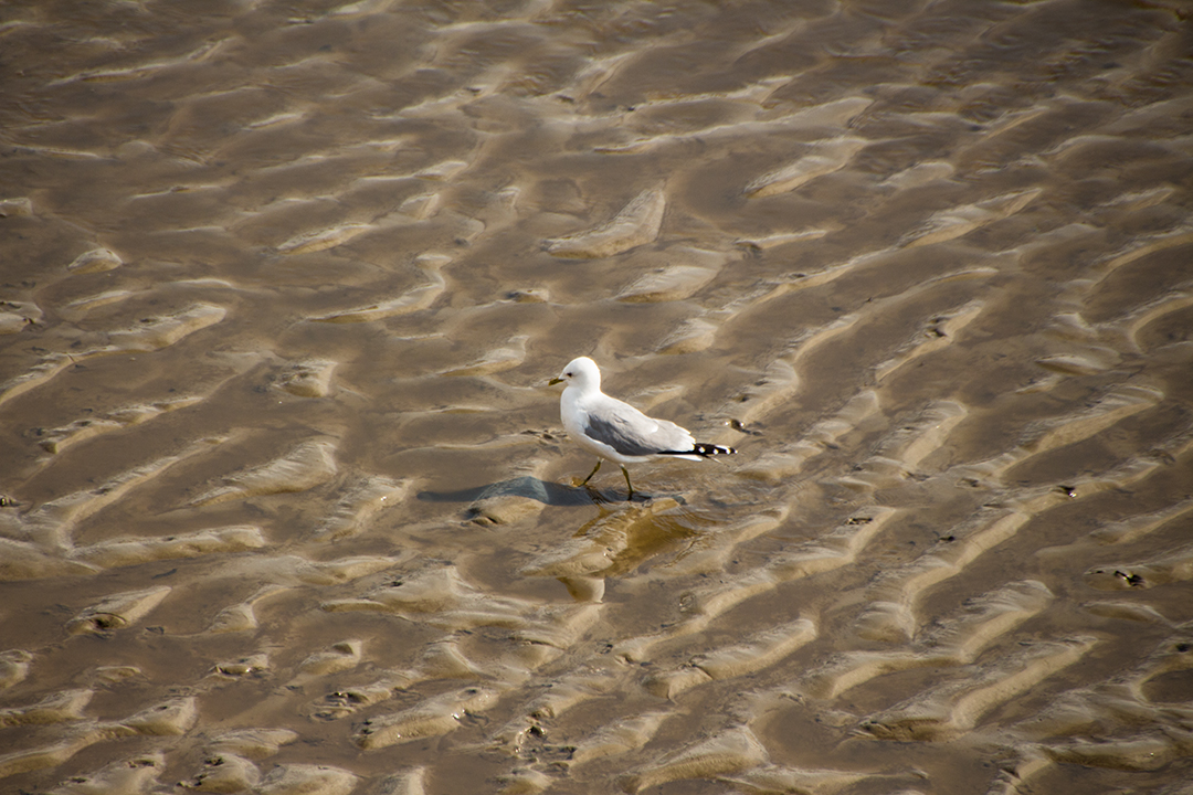 Moving Seagull