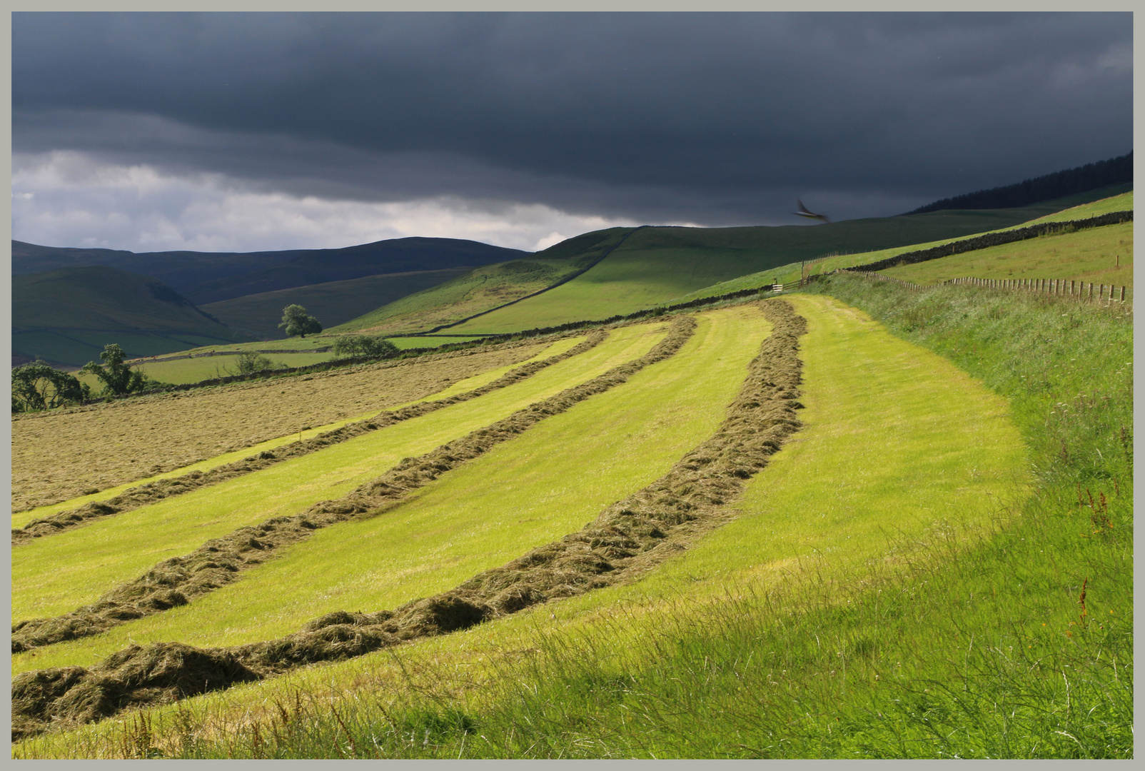 mowed field at cliftoncote farm Cheviot Hills