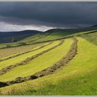 mowed field at cliftoncote farm Cheviot Hills