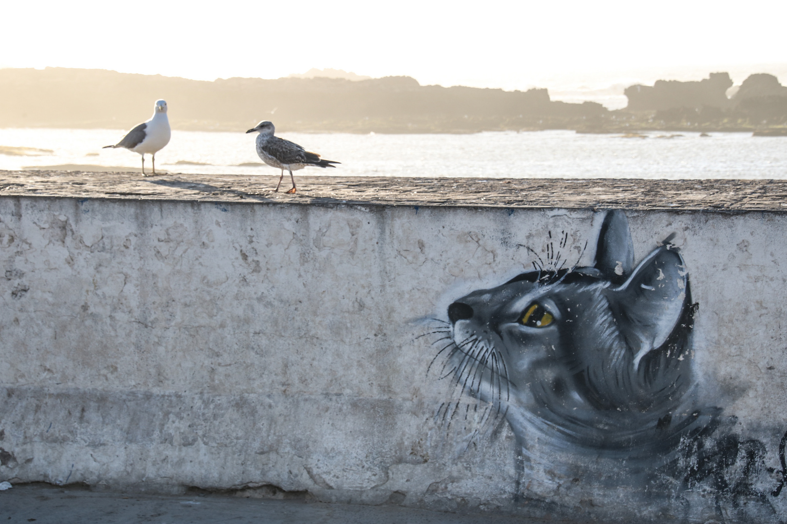 Mowen und Katze streetart maroc +2Fotos