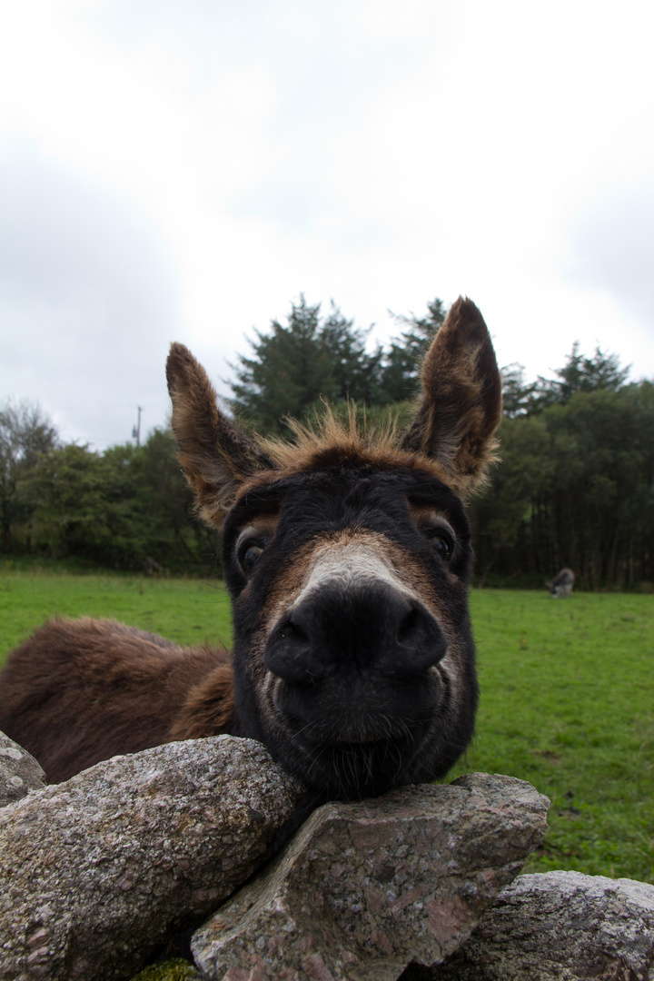 Moycullen, Co. Galway, Ireland