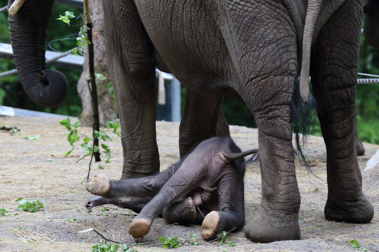 Moyo ,Sohn von Mutter Sabie und Vater Tusker,