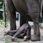 Moyo ,Sohn von Mutter Sabie und Vater Tusker,