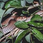 Mozambique Spitting Cobra