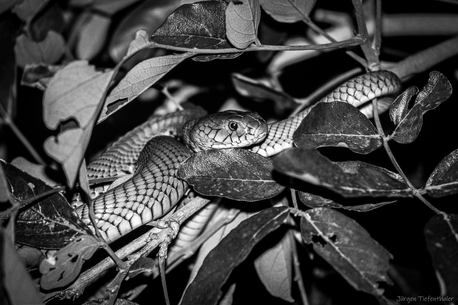 Mozambique Spitting Cobra - sw