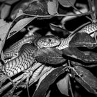 Mozambique Spitting Cobra - sw