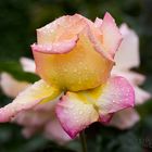 Mozart´s Rose