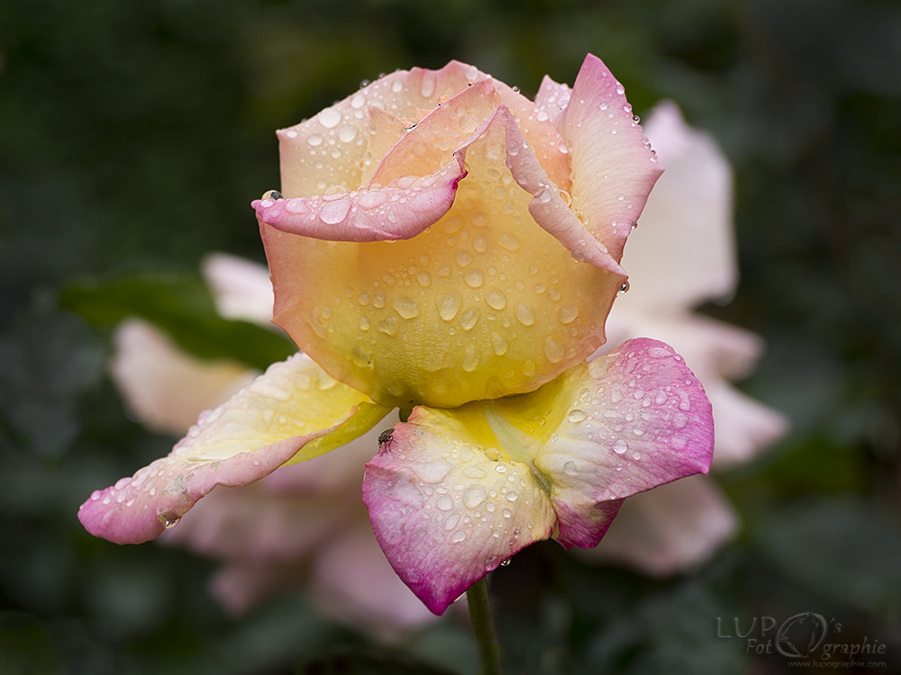 Mozart´s Rose