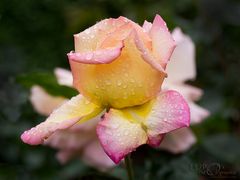 Mozart´s Rose