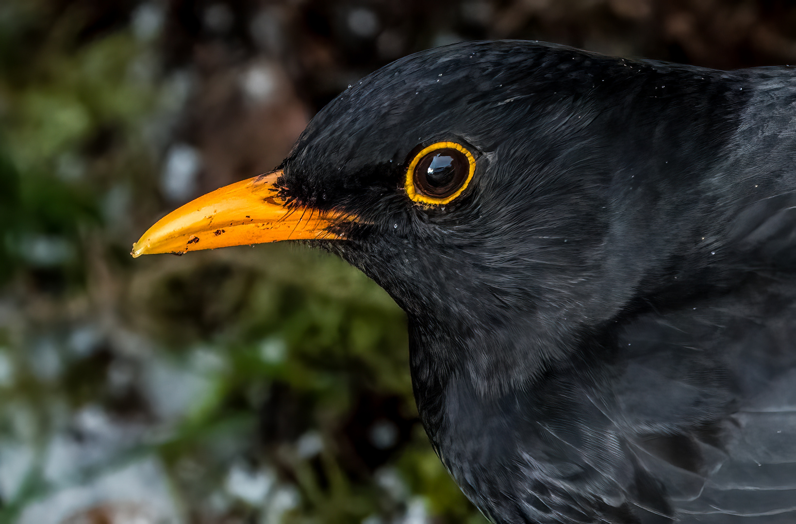 "MR. AMSEL"  (ISO 6400)