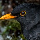 "MR. AMSEL"  (ISO 6400)