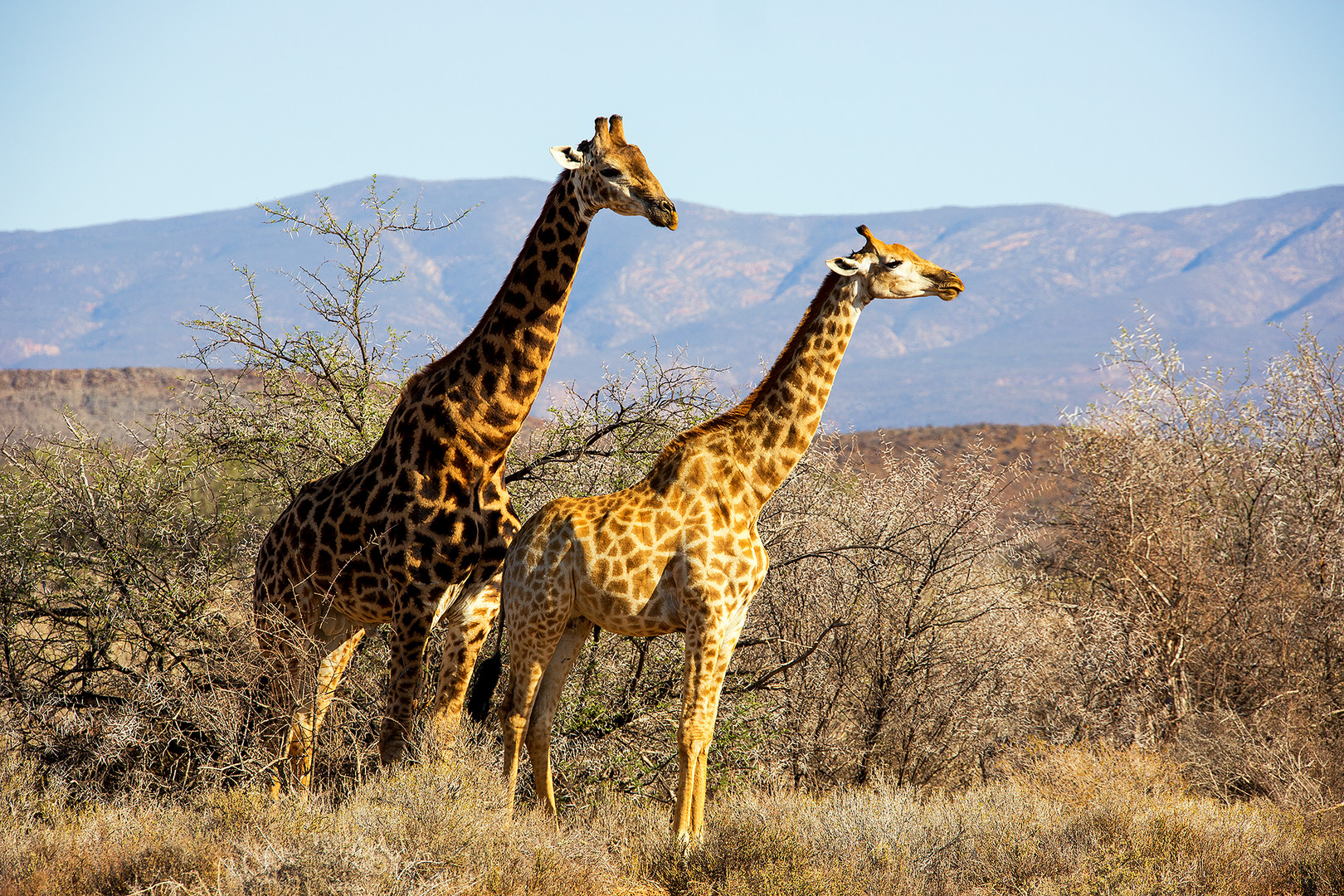 Mr. and Mrs. Foto & Bild africa, southern africa, south africa Bilder